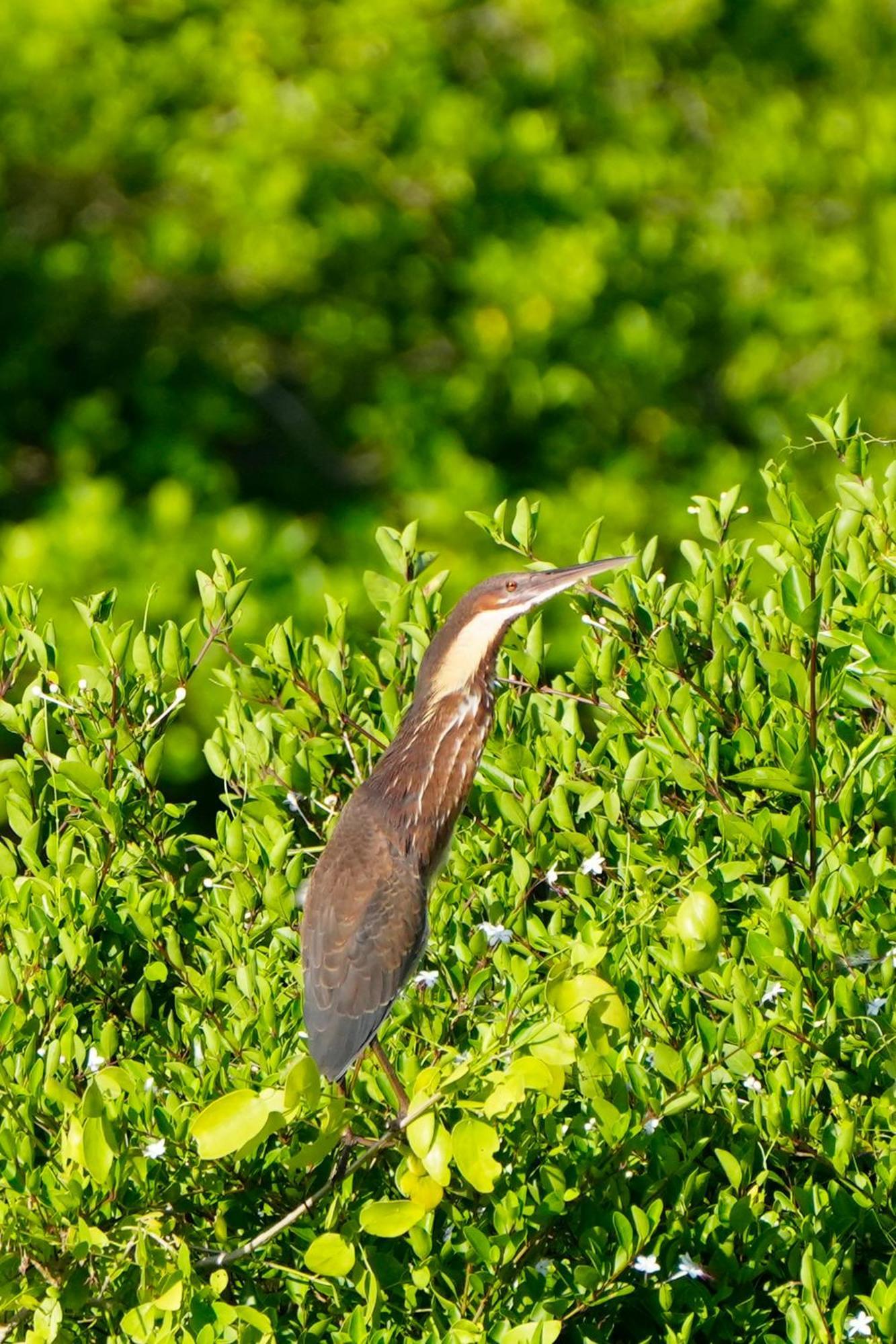 Bundala Flamingo Cotteges Hotel Hambantota Exterior photo