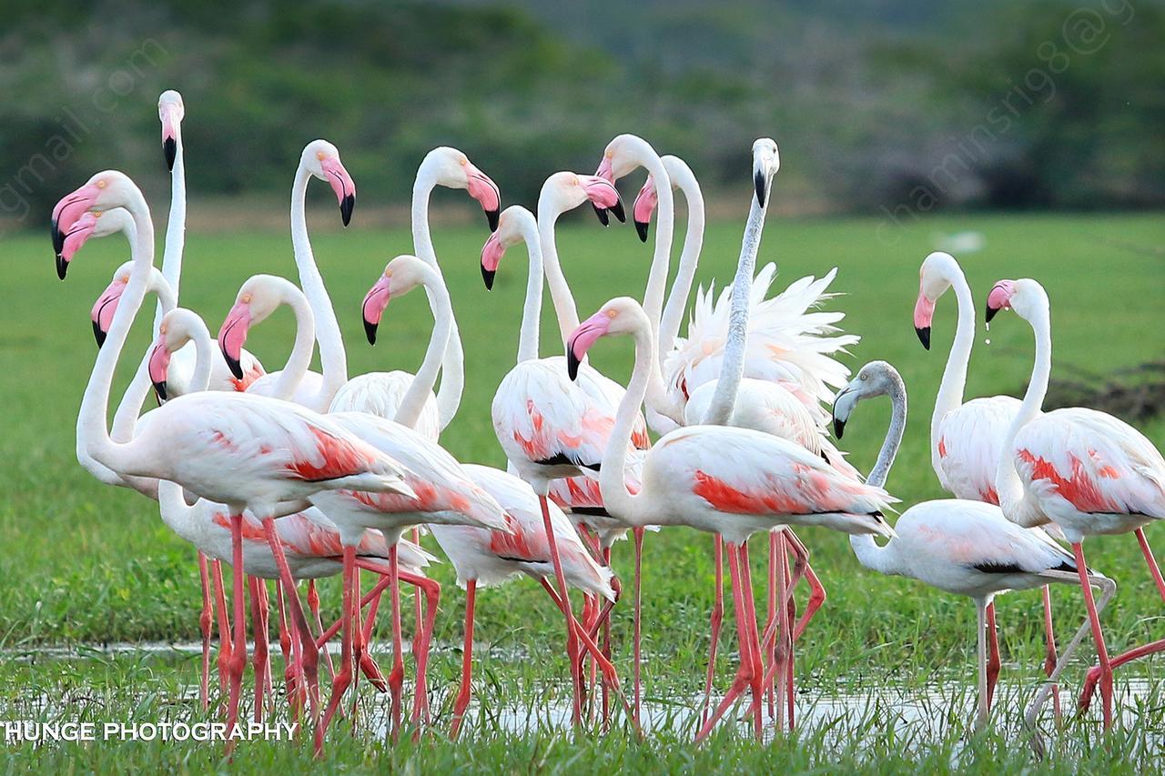 Bundala Flamingo Cotteges Hotel Hambantota Exterior photo
